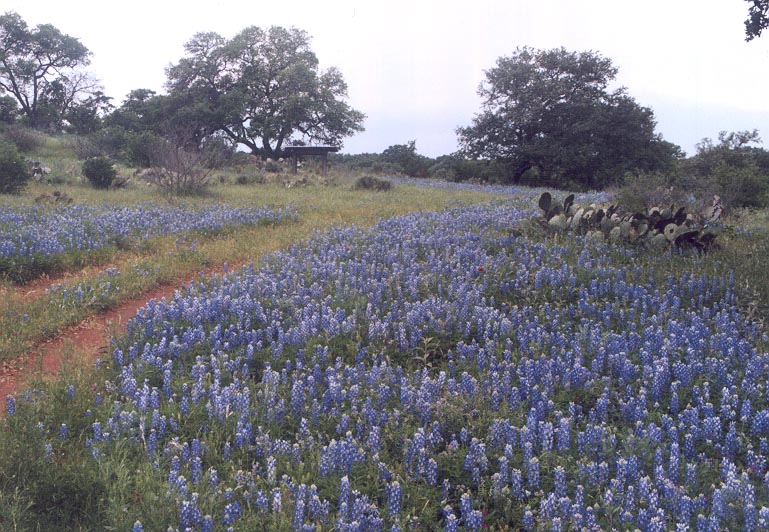 bluebonnets.jpg