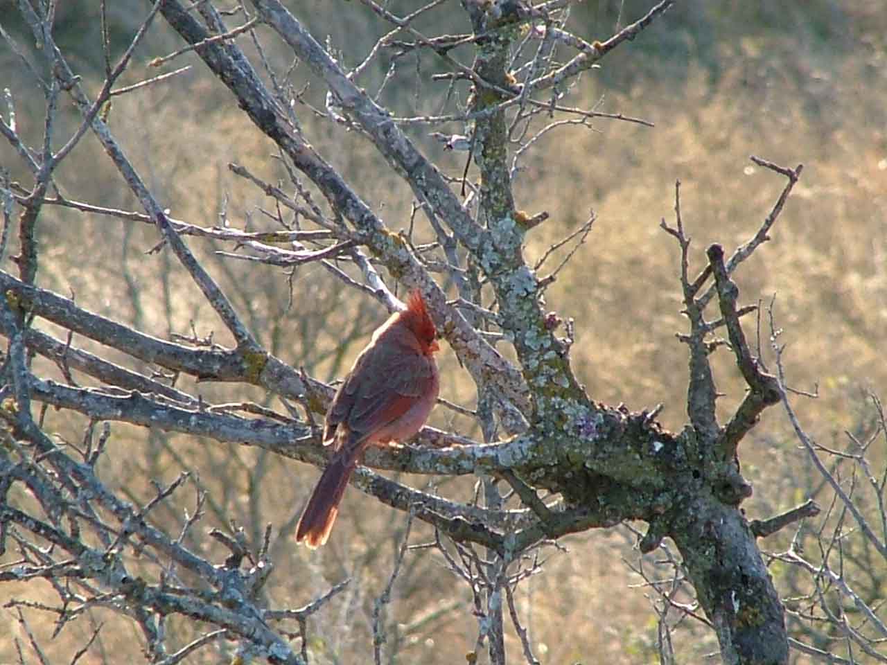 cardinal.jpg