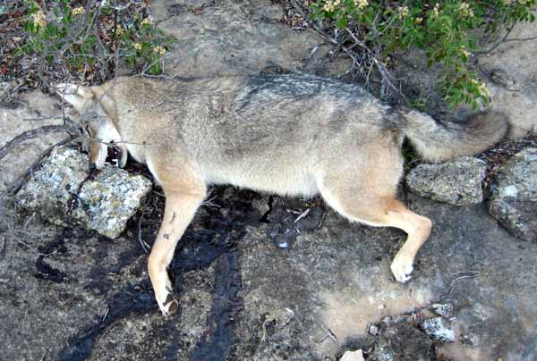 fdmcoyote.jpg