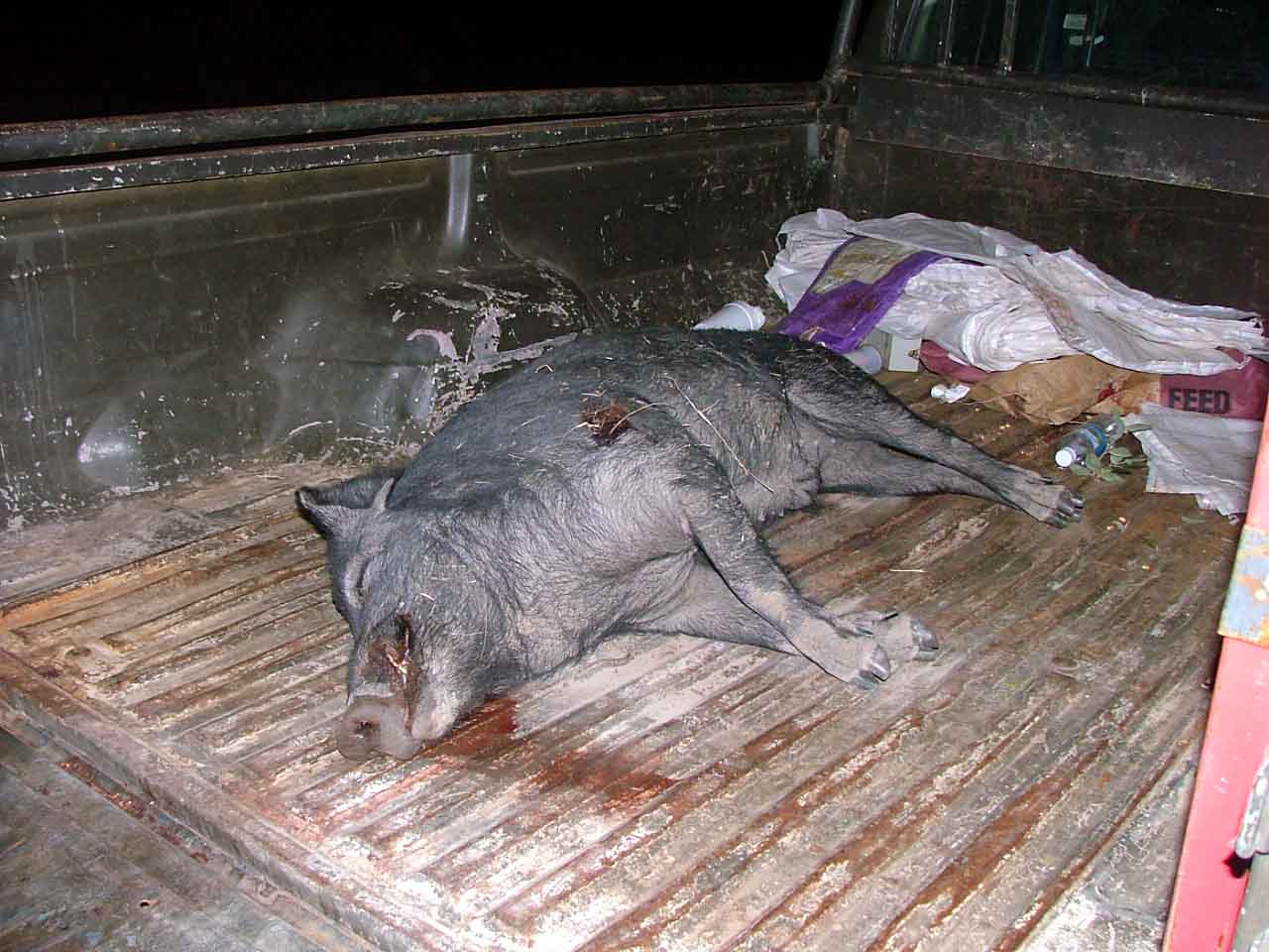 halpig.jpg