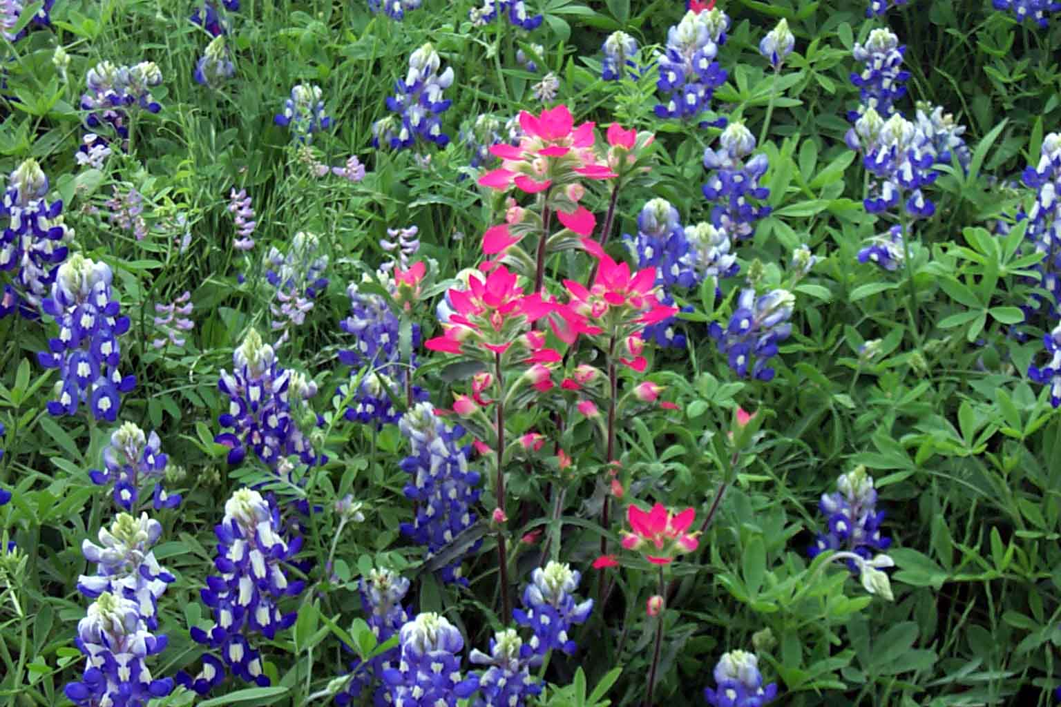 redinbluebonnets.jpg