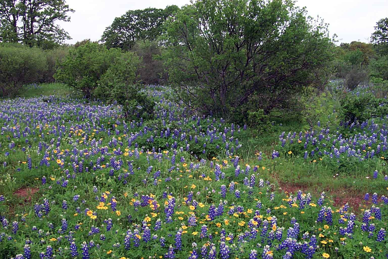wildflowers.jpg